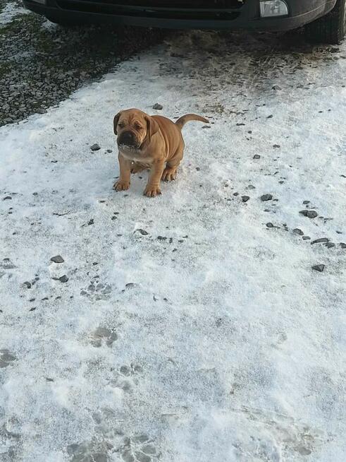 Boerboel dziewczynka Candy. HodowlaWaleczna Abri Fci