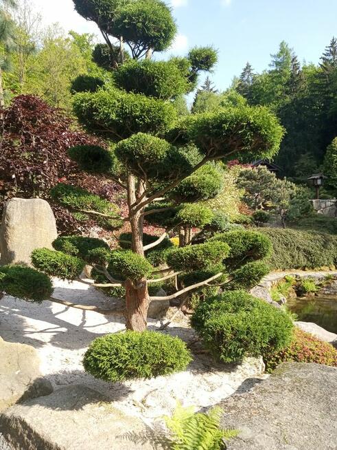 Wycinka drzew , rębakowanie, koszenie traw