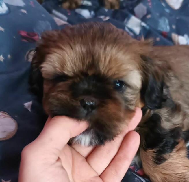 Śliczny chlopiec Shih-tzu do odbioru