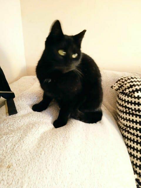 Pięknej ok rocznej zielonookiej czarnulki DS/DT na Cito