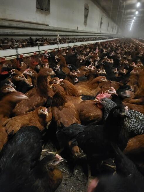 Kury nioski kokoszki