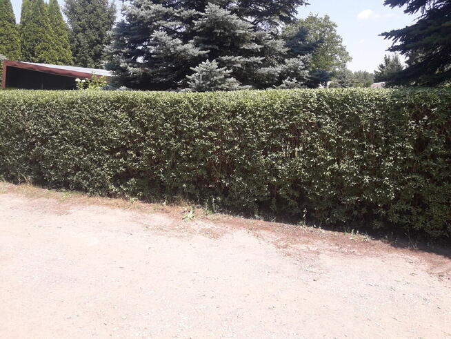 Usługi Ogrodnicze Ryszard Kocot