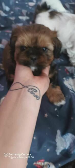 Śliczny chlopiec Shih-tzu do odbioru