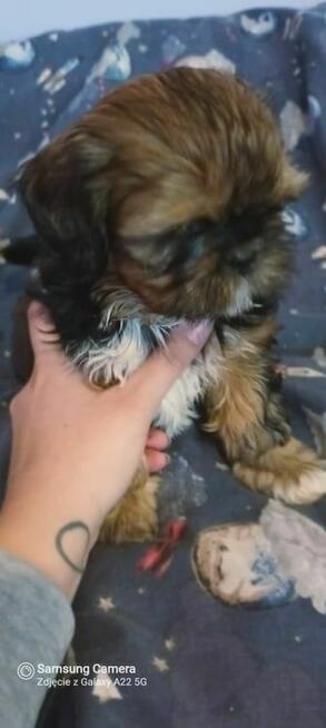 Śliczny chlopiec Shih-tzu do odbioru