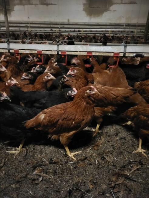 Kury nioski kokoszki