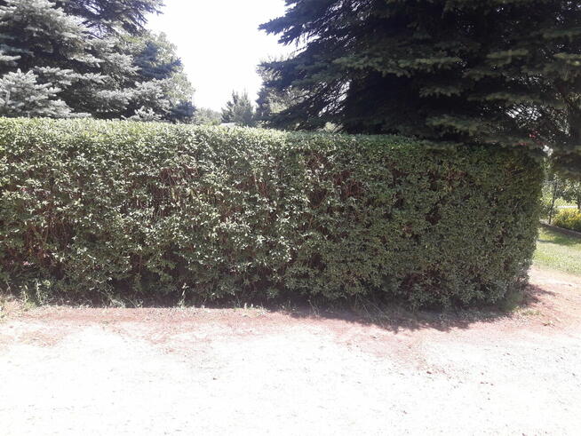 Usługi Ogrodnicze Ryszard Kocot