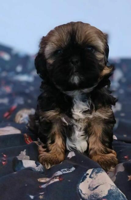 Śliczny chlopiec Shih-tzu do odbioru