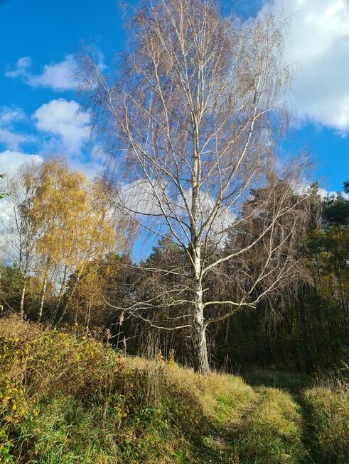 BISKUPICE(Wlkp.) Dzialka nad jeziorem