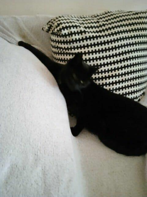 Pięknej ok rocznej zielonookiej czarnulki DS/DT na Cito