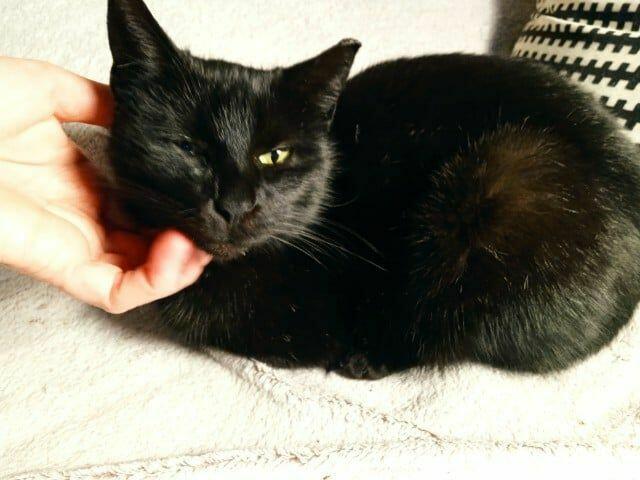 Pięknej ok rocznej zielonookiej czarnulki DS/DT na Cito