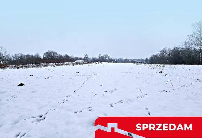 Drewniany dom z dużą działką - pole + sad + las