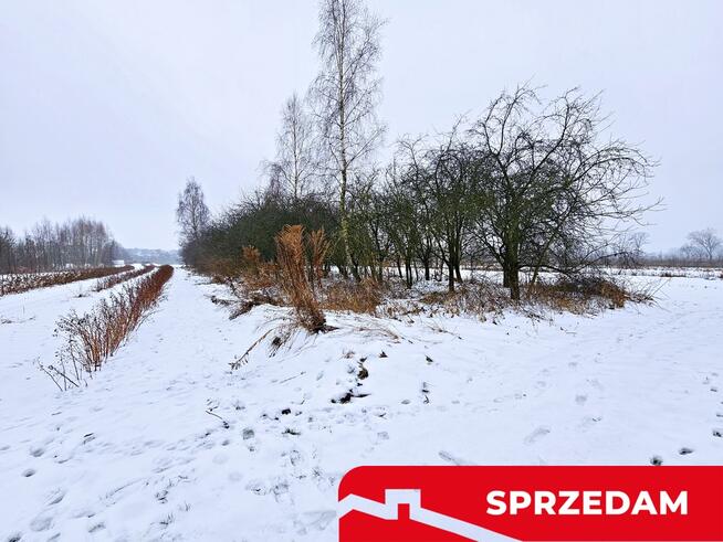 Drewniany dom z dużą działką - pole + sad + las