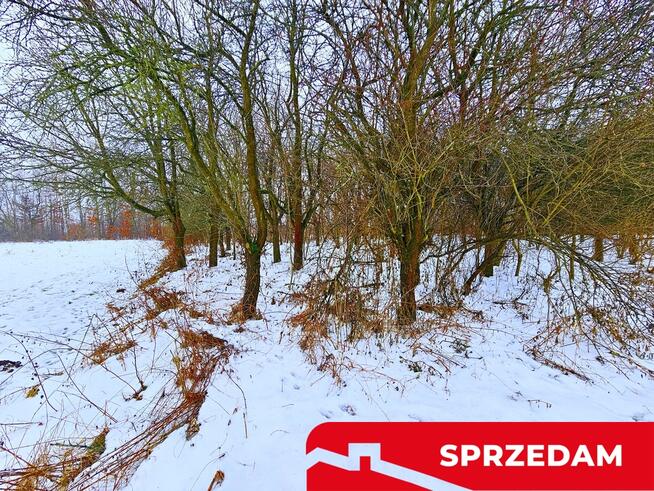 Drewniany dom z dużą działką - pole + sad + las