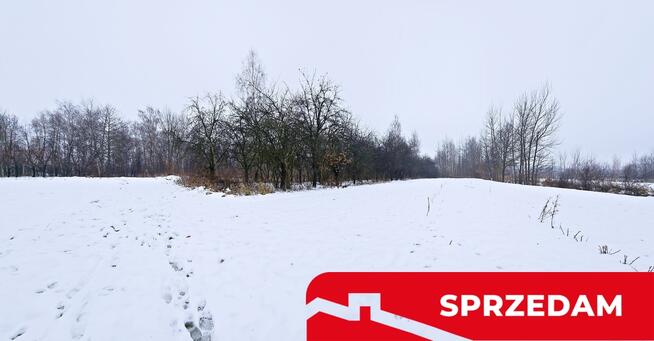 Drewniany dom z dużą działką - pole + sad + las