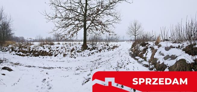 Drewniany dom z dużą działką - pole + sad + las