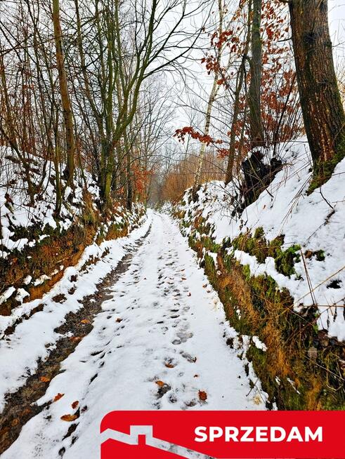 Drewniany dom z dużą działką - pole + sad + las