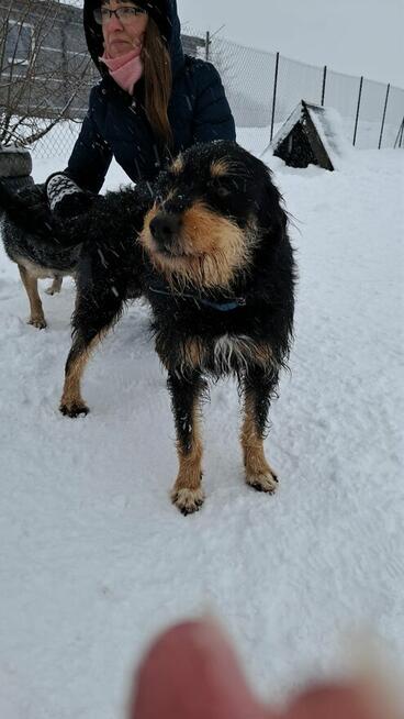 Dukat ok 4 letni zjawiskowy psiak czeka na dom Weronika Bogu
