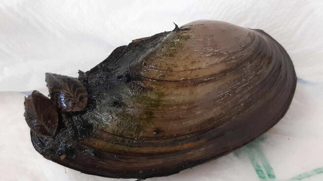 Usuwanie konfliktów ze zwierzętami - bobry, czebaczek, ...