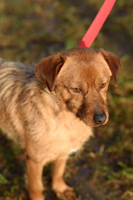 Niuniuś do adopcji
