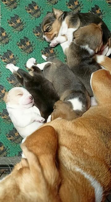 BEAGLE szczenieta z hodowli SIMPATICA PS FCI
