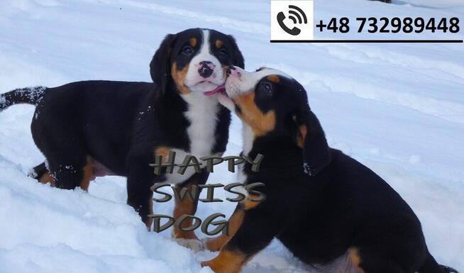 Hodowla Duży Szwajcarski Pies Pasterski szczeniak szczeniaki