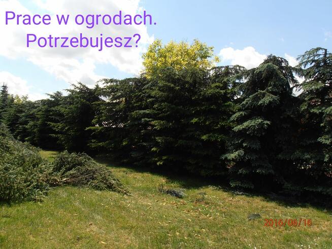 Przycinanie gałęzi w ogrodzie