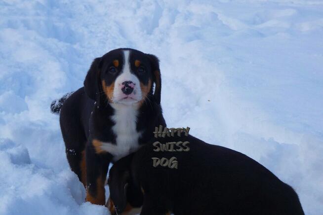 Hodowla Duży Szwajcarski Pies Pasterski szczeniak szczeniaki