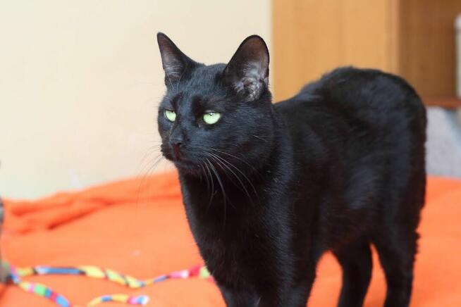 Korek o oczach mrocznego amanta :)