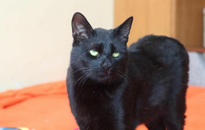 Korek o oczach mrocznego amanta :)