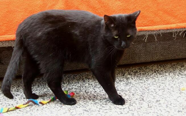 Korek o oczach mrocznego amanta :)