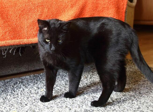 Korek o oczach mrocznego amanta :)