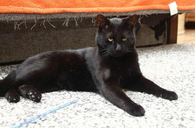 Korek o oczach mrocznego amanta :)