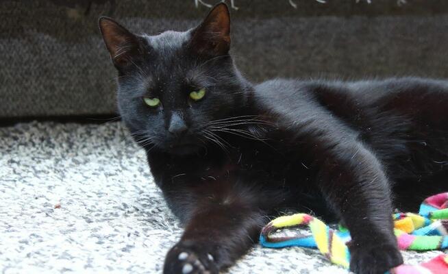 Korek o oczach mrocznego amanta :)