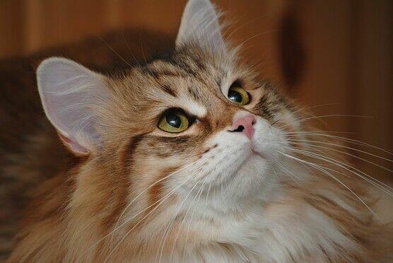 Hodowla Kotów Syberyjskich & Neva Masquerade Nowa Era*PL