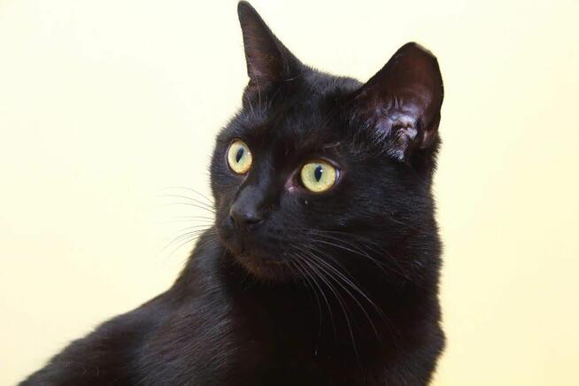 Prawuś, Prawusek- gołębie serce w sporym ciałku :)