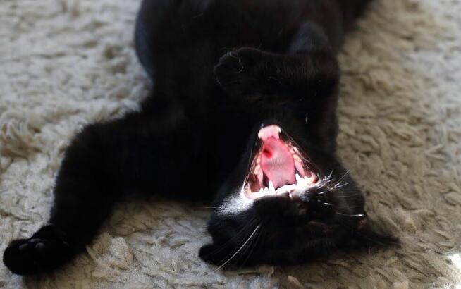 Prawuś, Prawusek- gołębie serce w sporym ciałku :)