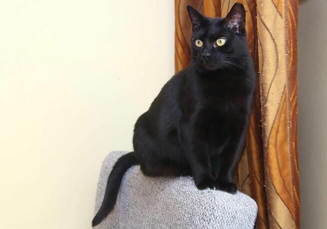 Prawuś, Prawusek- gołębie serce w sporym ciałku :)