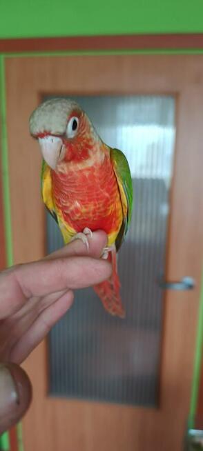 Ręcznie karmione rudosterki bardzo fajnie oswojone