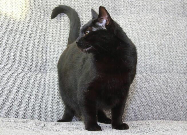 Prawuś, Prawusek- gołębie serce w sporym ciałku :)