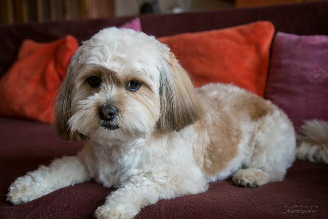 Salon Psiej Urody: HOUSE DOG S