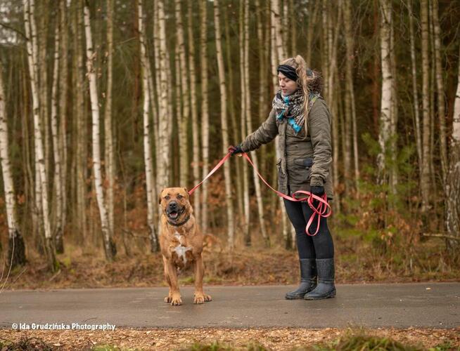 BUDDY w typie tosa inu szuka rodziny, 4letni adopcja darmowa