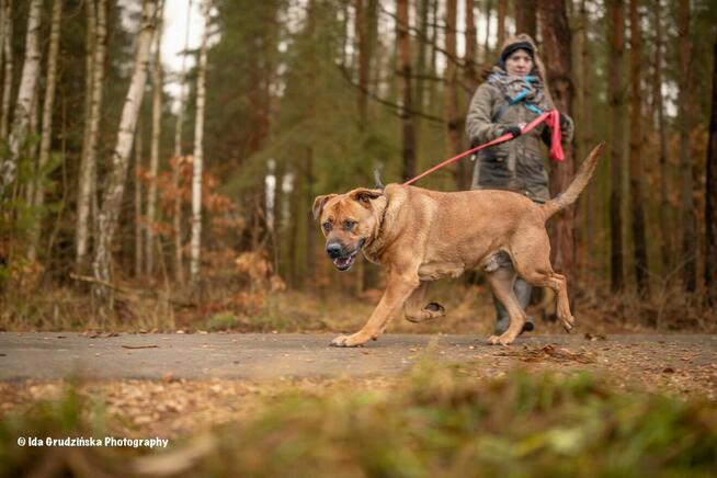 BUDDY w typie tosa inu szuka rodziny, 4letni adopcja darmowa