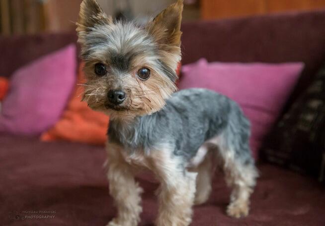 Salon Psiej Urody: HOUSE DOG S