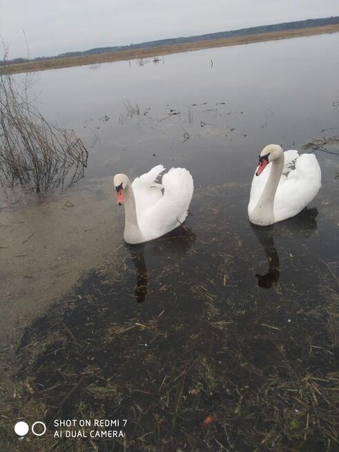 Sprzedam dom na polskiej ws