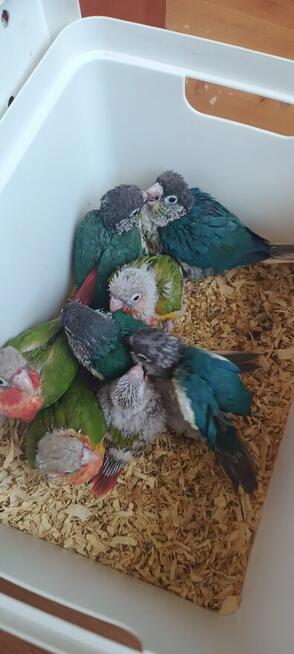 Ręcznie karmione rudosterki bardzo fajnie oswojone