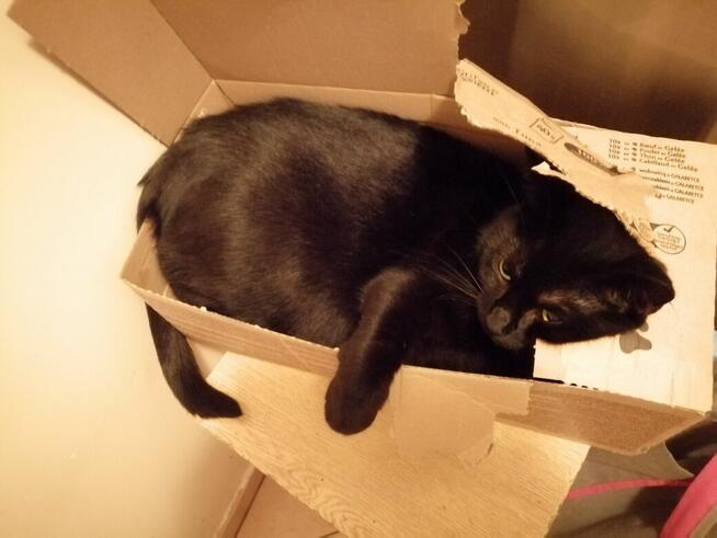 Prawuś, Prawusek- gołębie serce w sporym ciałku :)