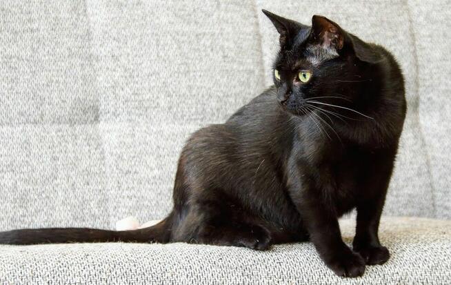 Prawuś, Prawusek- gołębie serce w sporym ciałku :)