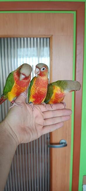 Ręcznie karmione rudosterki bardzo fajnie oswojone