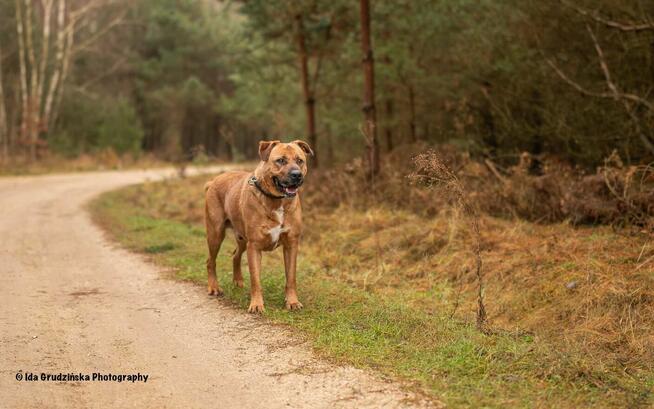 BUDDY w typie tosa inu szuka rodziny, 4letni adopcja darmowa