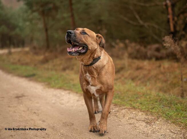 BUDDY w typie tosa inu szuka rodziny, 4letni adopcja darmowa
